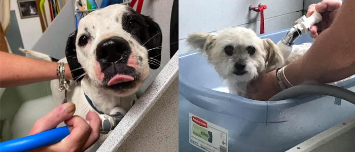 two cute dogs in bath tubs